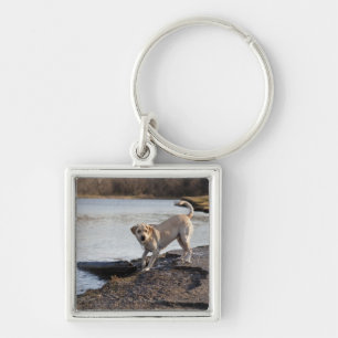 Llavero Labrador blanco cerca de un lago