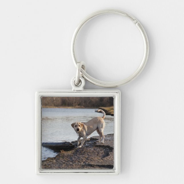 Llavero Labrador blanco cerca de un lago (Frente)