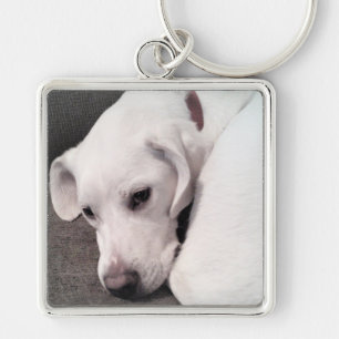 Llavero Labrador blanco lindo Lazy recuperador de mezcla d