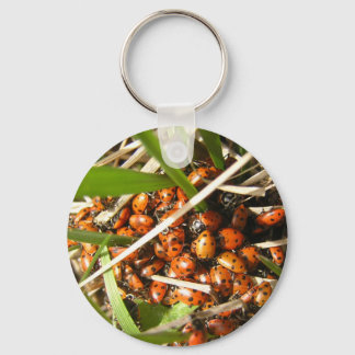 Llavero Ladybugs (Coccinellidae)