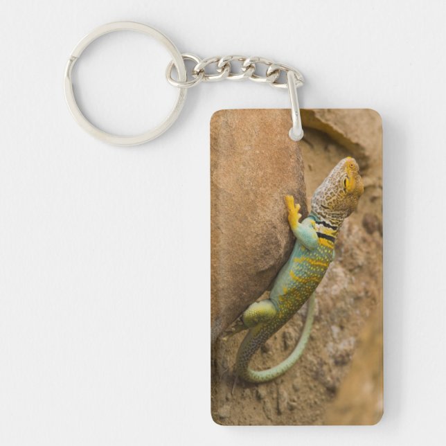 Llavero Lagarto de collar (Frente)