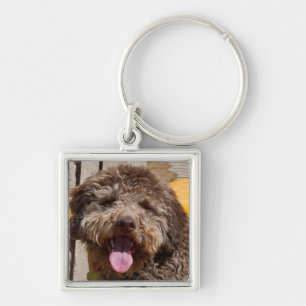 Llavero Lagotto Romagnolo acostado en un banco de madera