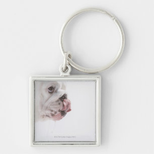 Llavero Lamedura del bulldog