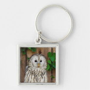 Llavero Lechuza Barred