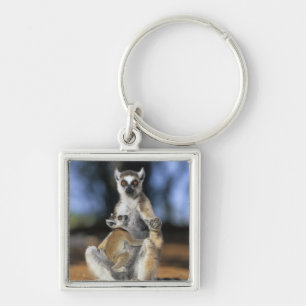 Llavero Lémur de cola anillada, (Lemur catta), Madre e