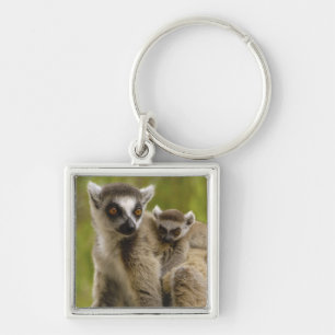 Llavero Lémures de cola anillada (Lemur catta) Madre e hij