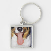 Lengua que menea del collie