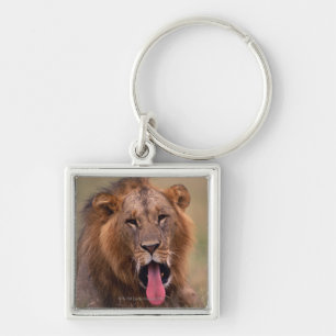 Llavero León 2
