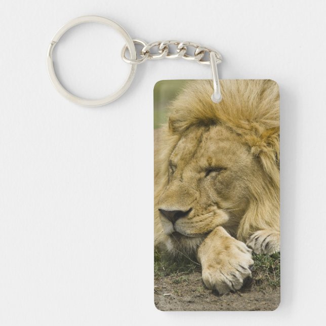 Llavero León africano, Panthera leo, acostado dormido (Frente)
