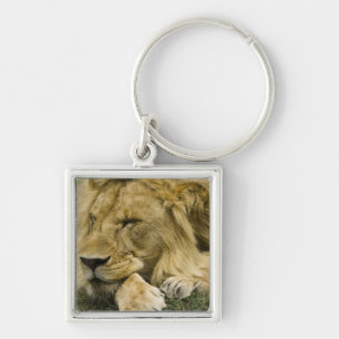 Llavero León africano, Panthera leo, acostado durmiendo