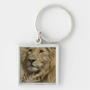 Llavero León Africano, Panthera leo, Retrato de un