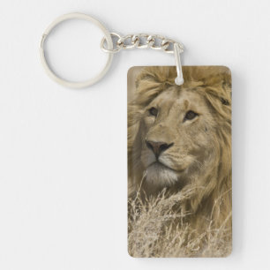 Llavero León africano, Panthera leo, retrato de un