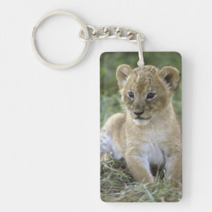 Llavero león africano, Panthera leo), Tanzania,
