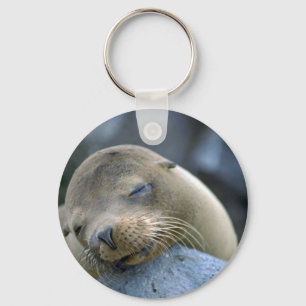 Llavero León marino del bebé, islas de las Islas Galápa