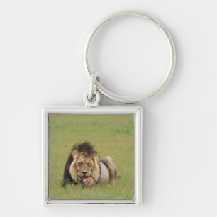 Llavero león masculino, Panthera leo, limpiándose,