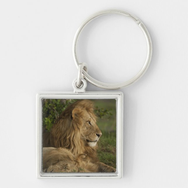 Llavero León, Panthera leo, Lower Mara, Masai Mara GR, (Frente)