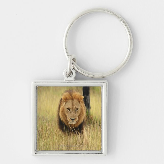 Llavero León (Panthera leo) que camina en un bosque, (Frente)
