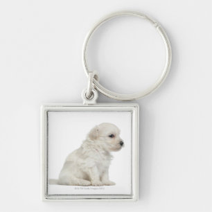 Llavero León pequeno de chien o pequeño perrito del perr