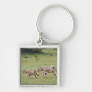 Llavero leona que camina con los cachorros, león, Panthera