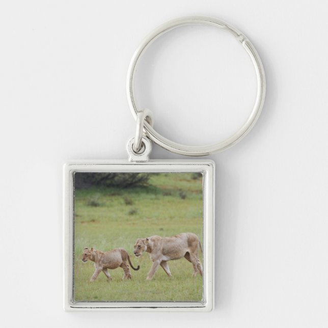 Llavero leona que camina con los cachorros, león, Panthera (Frente)