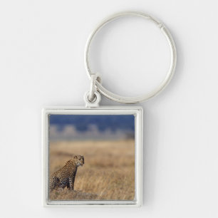 Llavero Leopardo africano en prados, Kenia, África