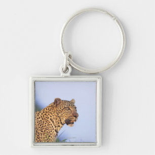 Llavero Leopardo del varón adulto (pardus del Panthera)