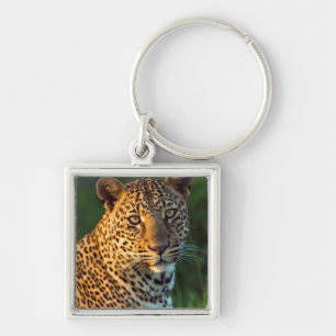 Llavero Leopardo Masculino (Panthera Pardus) Cubo de creci