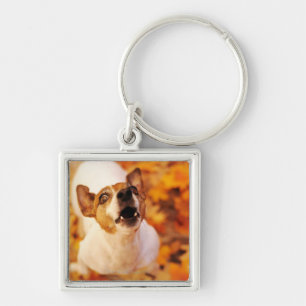 Llavero Levante Russell Terrier que raspa y que salta,
