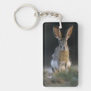 Llavero Liebre de cola negra, Lepus californicus, 2