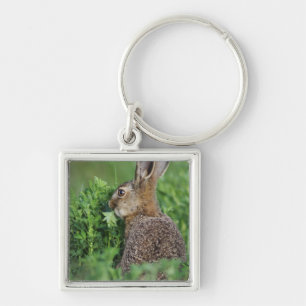 Llavero Liebre parda, Lepus europaeus, joven comiendo,