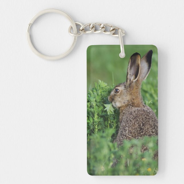Llavero Liebre parda, Lepus europaeus, joven comiendo, (Frente)