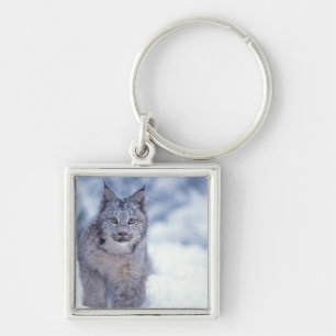Llavero Lince en la nieve en las estribaciones