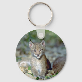 Llavero Línx eurasiático, gatito joven