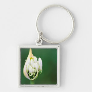 Llavero Lirio Africano, Agapanthus Praecox, Ciudad del Cab