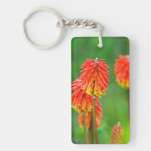 Llavero Lirio Antorcha (Kniphofia Uvaria), Cabo Occidental