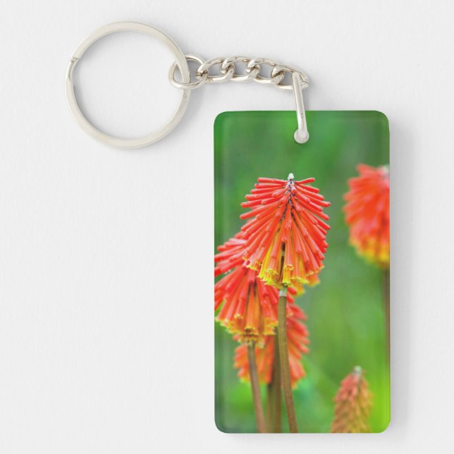 Llavero Lirio Antorcha (Kniphofia Uvaria), Cabo Occidental (Frente)