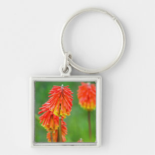 Llavero Lirio Antorcha (Kniphofia Uvaria), Cabo Occidental