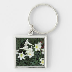 Llavero Lirio de Pascua (Lilium regale)