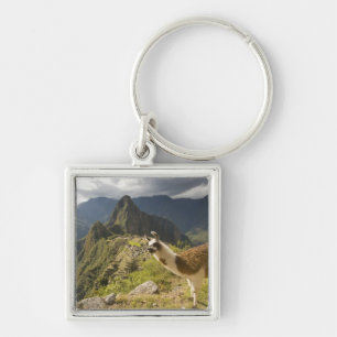 Llavero Llamas y una vista general de Machu Picchu,
