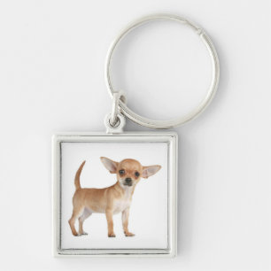 Llavero Llave Cadenita Perro Cachorro Chihuahua