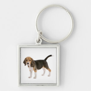 Llavero Llave personalizada con cachorro de Beagle amoroso