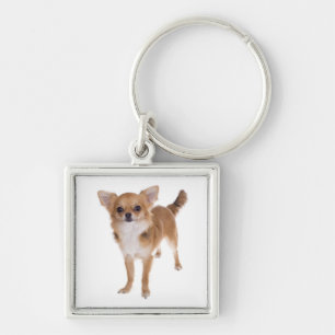 Llavero Llave Tan Chihuahua Long Coat Cachorro Perro