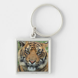 Llavero lleva clave tigre
