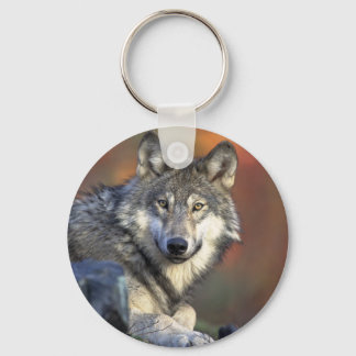 Llavero Lobo Gris