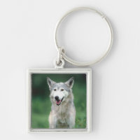 Lobo gris
