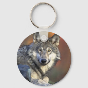 Llavero Lobo gris