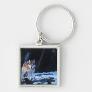 Llavero lobo gris, Canis lupus, en las estribaciones