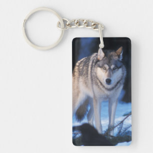 Llavero lobo gris, Canis lupus, en las estribaciones