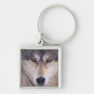 Llavero lobo gris, Canis lupus, primer plano de ojos
