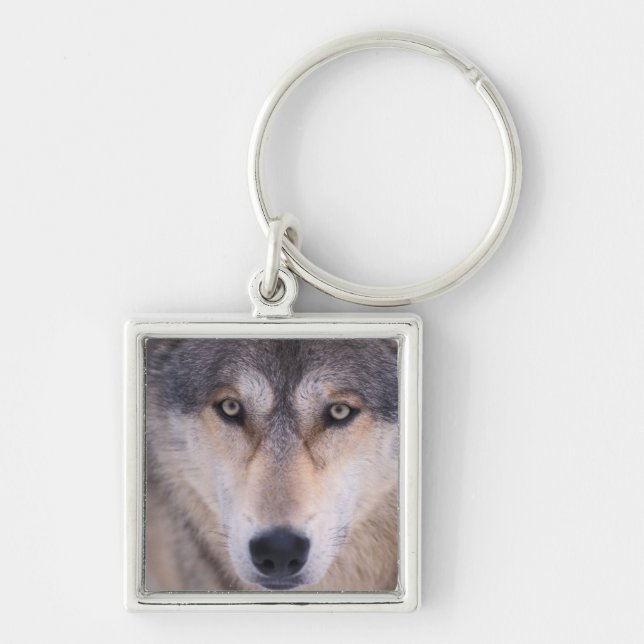 Llavero lobo gris, Canis lupus, primer plano de ojos (Frente)